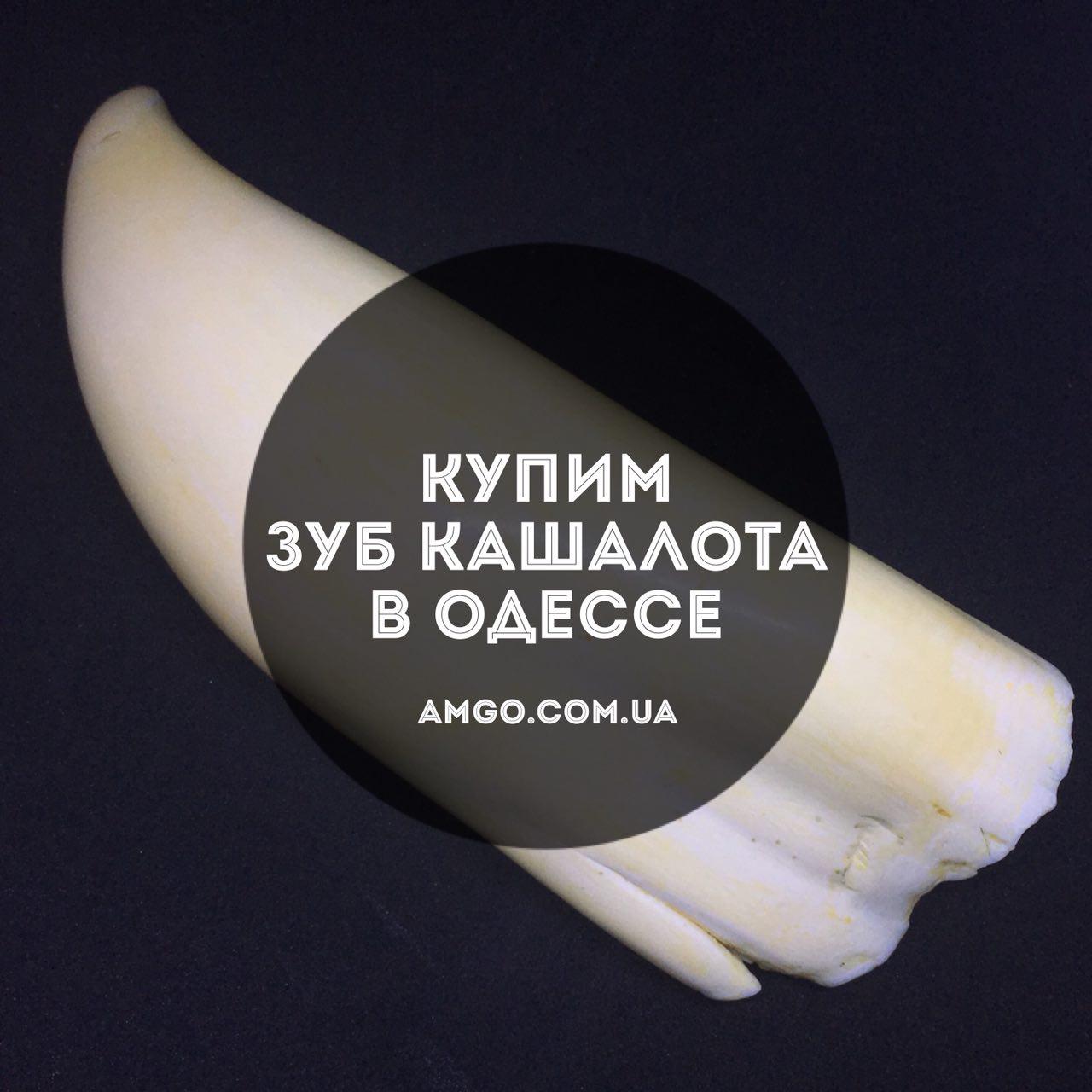 Продать зуб кашалота в Киеве, Харькове, Одессе